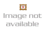 Picture of Proud Canadian Deer                     GL1662