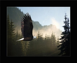 Picture of zzz ( 12958-1 )