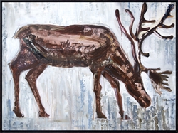 Picture of Northern Caribou       OP00301-1