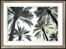 Picture of Palm One  GL01220