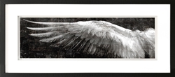 Picture of Angel Wings Black L        GL01302