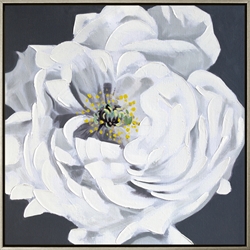 Picture of White Rose       OP91599