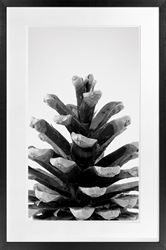 Picture of Pine Cone                                      GL1605