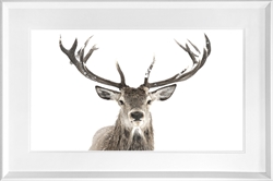 Picture of Antler              GL146