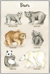 Picture of Bears CA OP0773-1