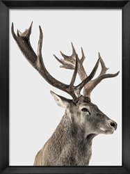 Picture of Red Deer Stag                         GL1670