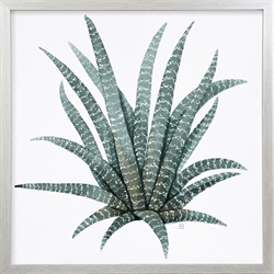 Picture of Pineapple Leaves                GL1692