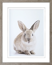 Picture of Infront  Bunny  GL1773