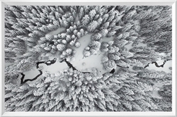 Picture of Pine Tree in Winter  GL1014