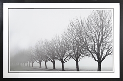 Picture of Lined Up Trees  GL1792