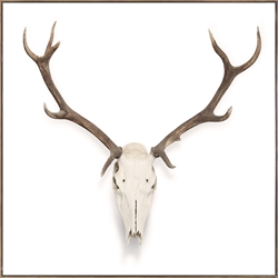 Picture of Neutral Skull OP1083-1