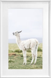 Picture of One Llama Along the Border  GL1881