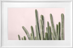 Picture of Cactus GL254