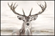 Picture of Golden Elk with Gold Foil   OP1227-1