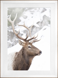Picture of Winter Elk                                       GL0986