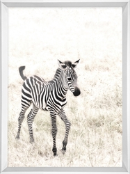 Picture of Summer Zebra                                      GL273