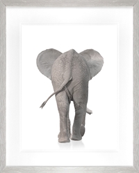Picture of Behind Elephant                                    GL278