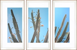 Picture of Cactus Outdoor                             GL1075