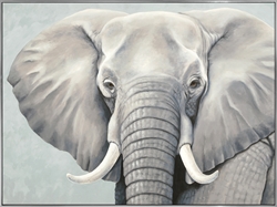 Picture of African Elephant                            OP1391-1