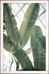 Picture of Banana Plant                                   GL3004