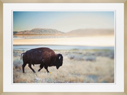 Picture of Bison in the Field                 GL2549
