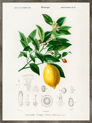 Picture of Botanique Lemon              GL212