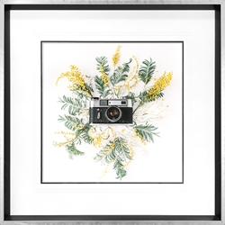 Picture of Camera with Yellow Acacia      GL2974