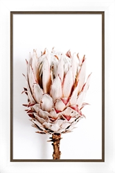 Picture of Soft Protea           GL2995