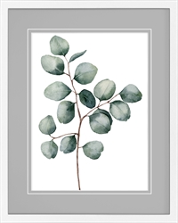 Picture of Eucalyptus            GL768