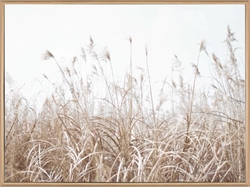 Picture of Dried Fields           OP2501-1