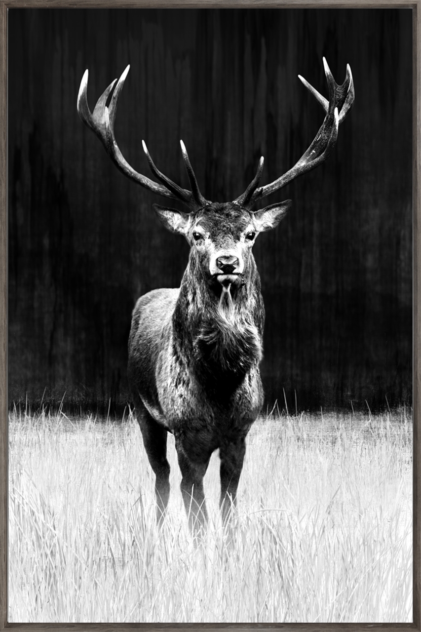 Picture Depot | black-elk